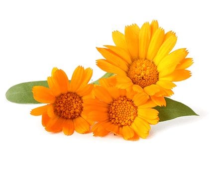 Calendula Flower Ingredient